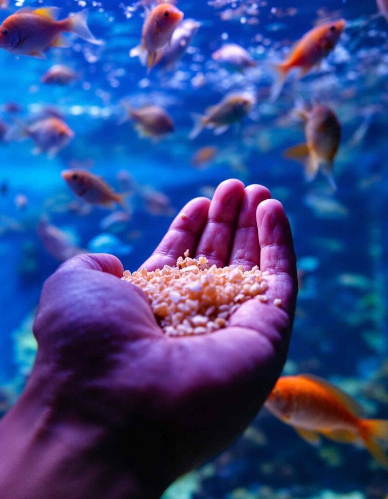 A hand feeding fish in an aquarium.