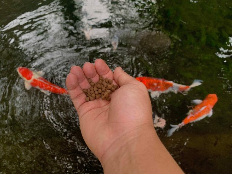 Feeding Koi Fish with Nutrient-Rich Pellets