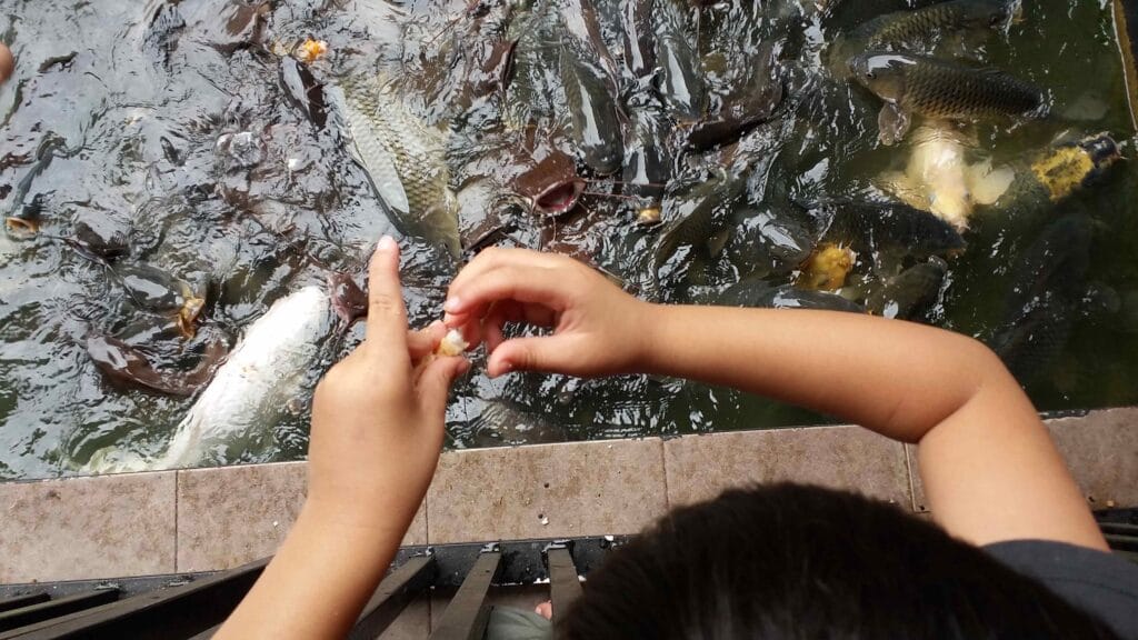 Feeding fish live food with a net.
